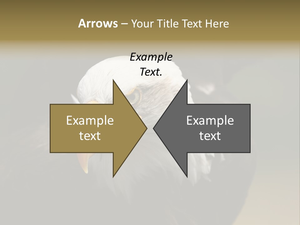 Siyah Beyaz Kartal PowerPoint Template
