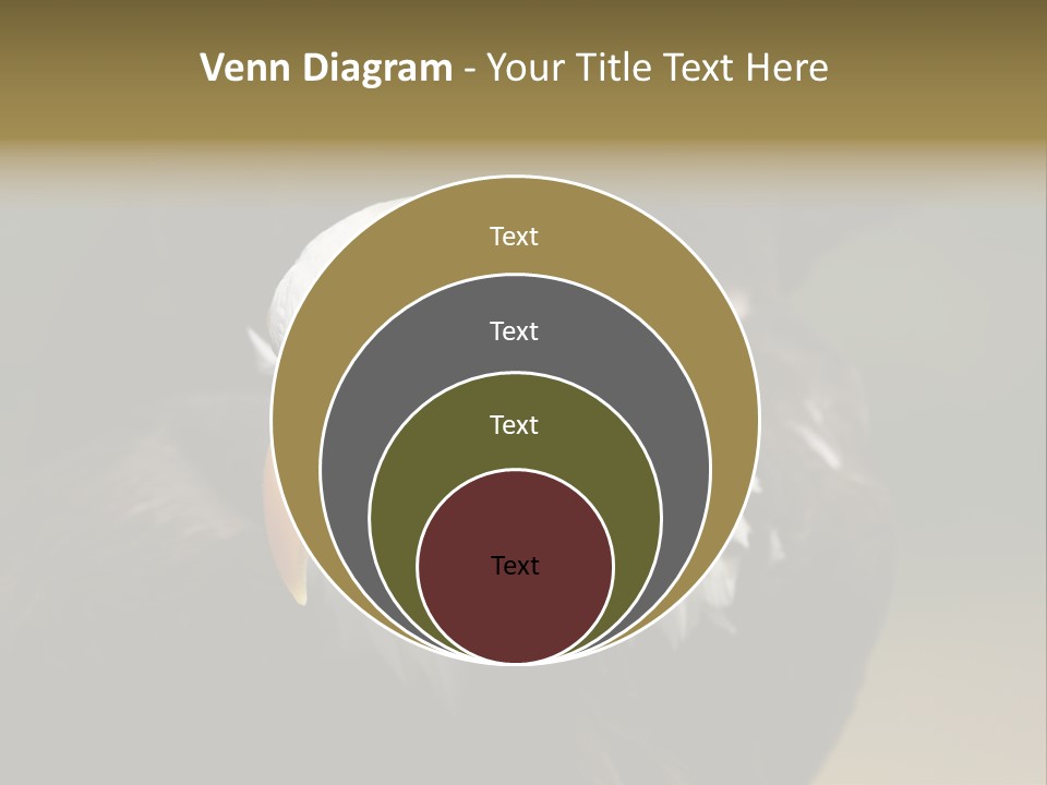 Siyah Beyaz Kartal PowerPoint Template