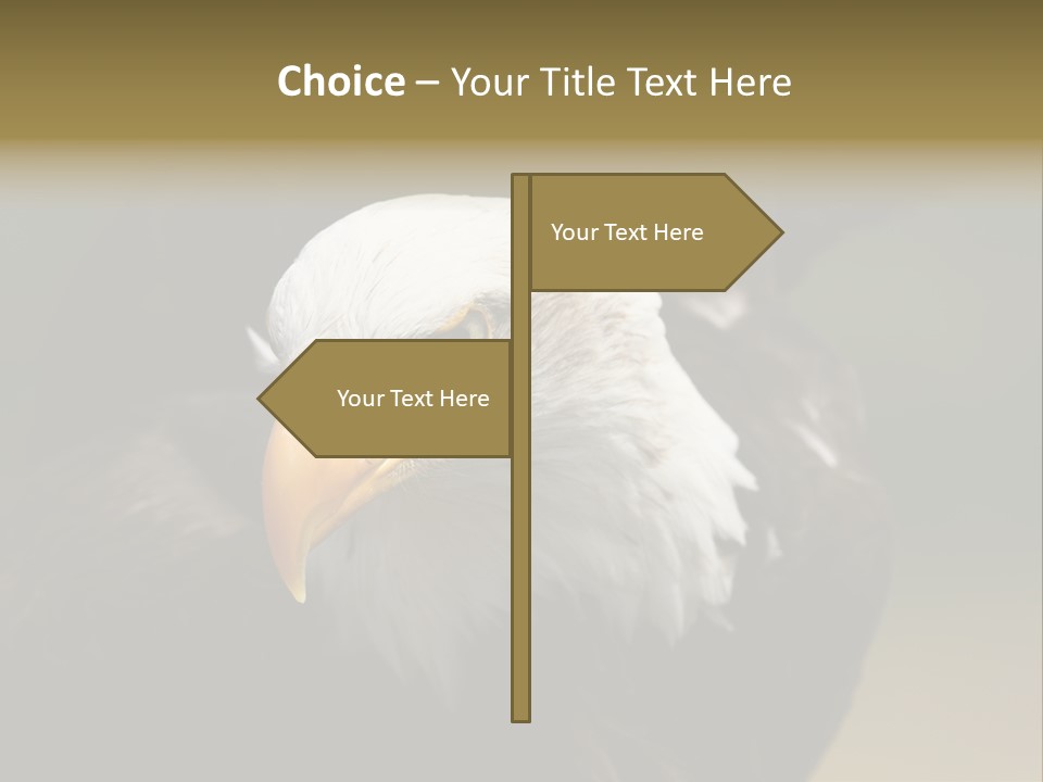 Siyah Beyaz Kartal PowerPoint Template