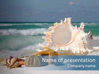 Beach Shell PowerPoint Template