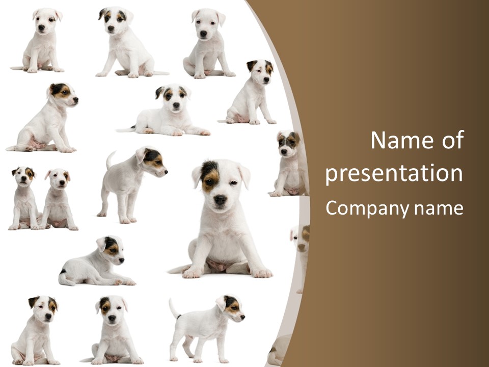 Parson Russell Terrier Puppies PowerPoint Template
