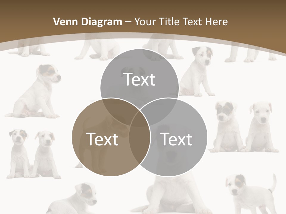 Parson Russell Terrier Puppies PowerPoint Template