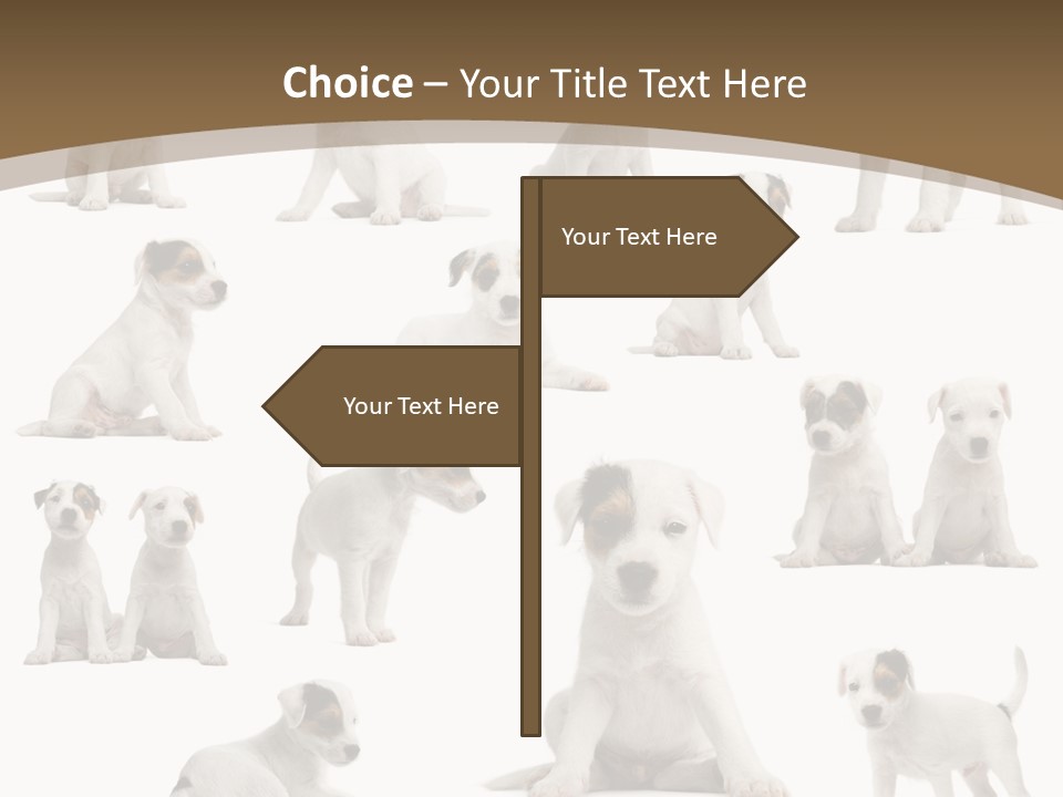 Parson Russell Terrier Puppies PowerPoint Template