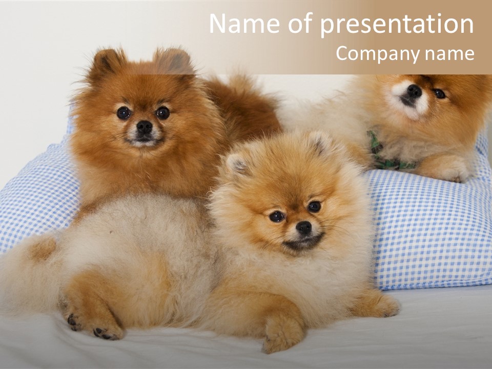 Sweet Dogs PowerPoint Template