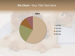 Sweet Dogs PowerPoint Template