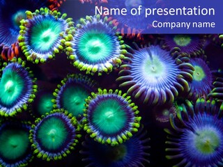 Zoanthids Coral PowerPoint Template