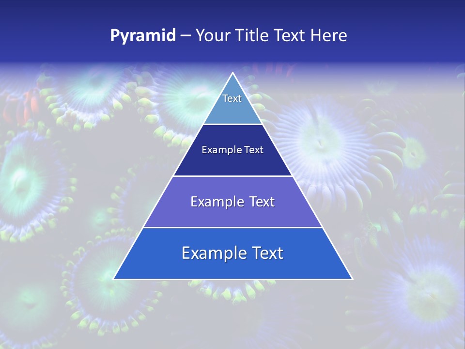 Zoanthids Coral PowerPoint Template
