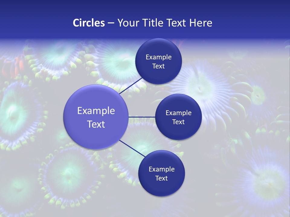 Zoanthids Coral PowerPoint Template