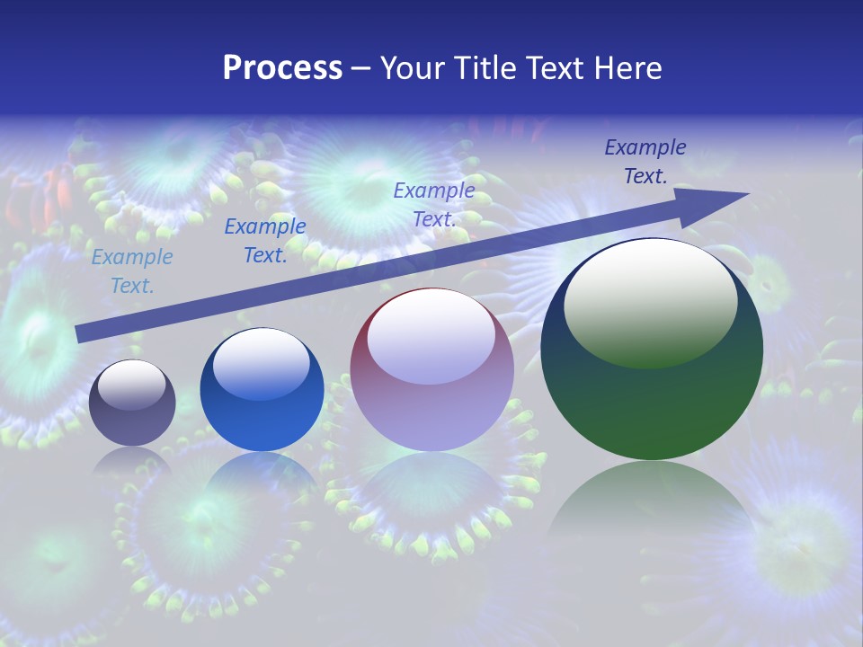 Zoanthids Coral PowerPoint Template
