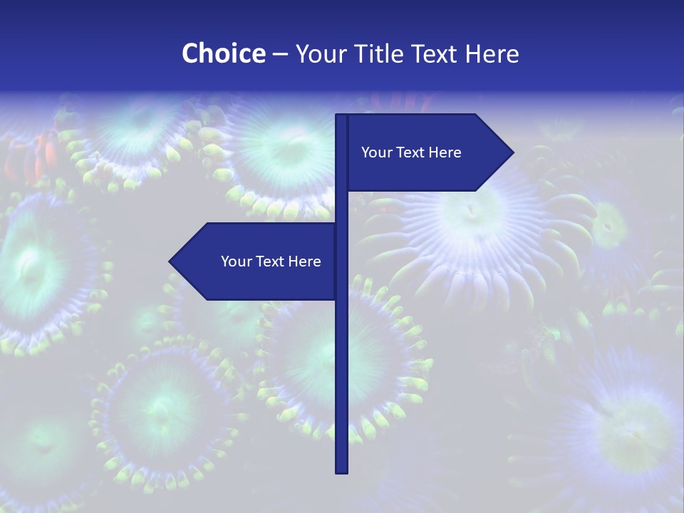 Zoanthids Coral PowerPoint Template