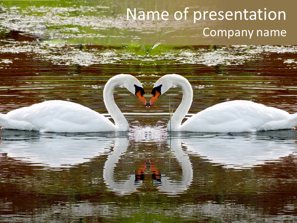 Swans Love PowerPoint Template