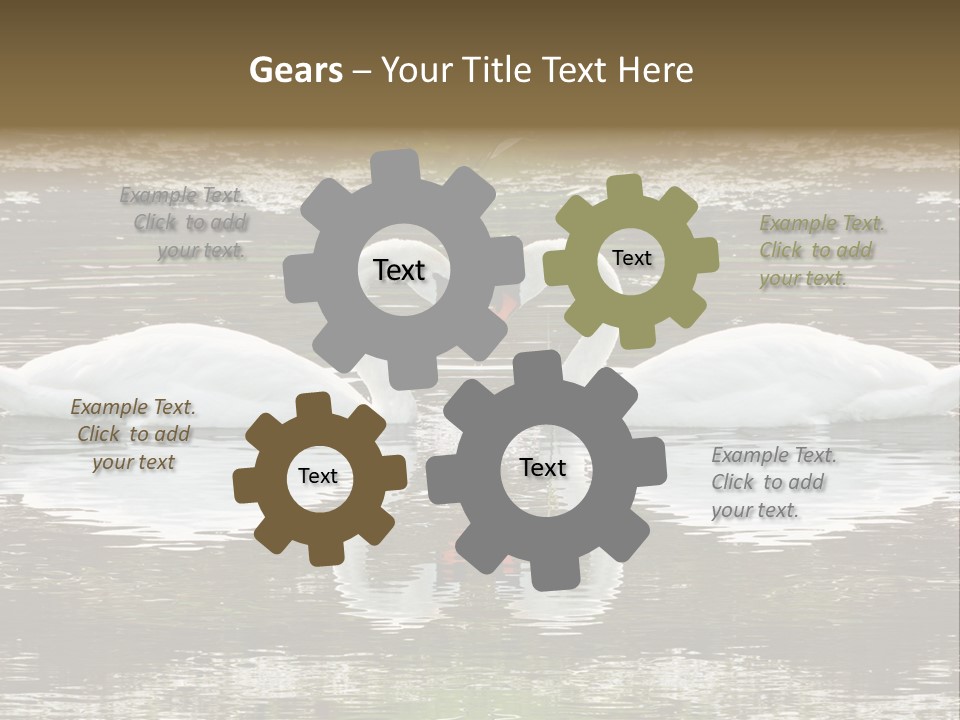 Swans Love PowerPoint Template