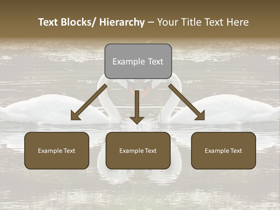 Swans Love PowerPoint Template