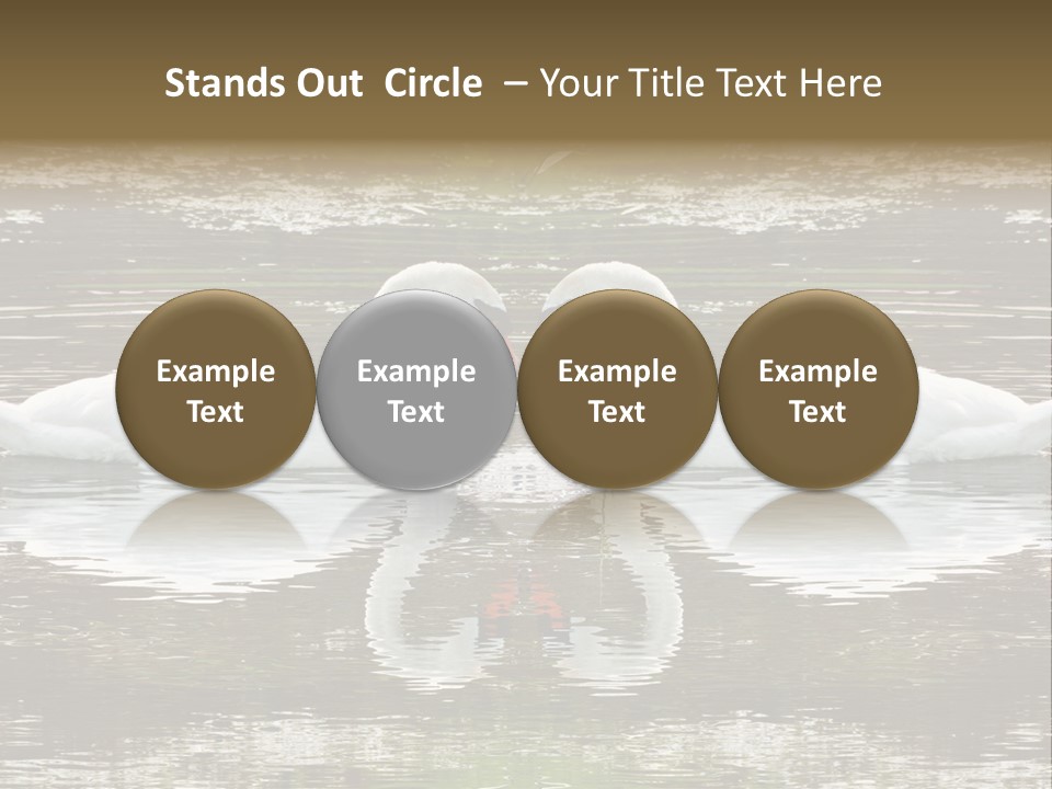 Swans Love PowerPoint Template