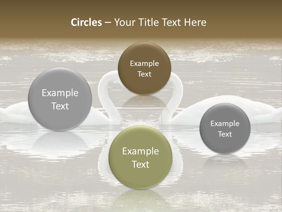 Swans Love PowerPoint Template