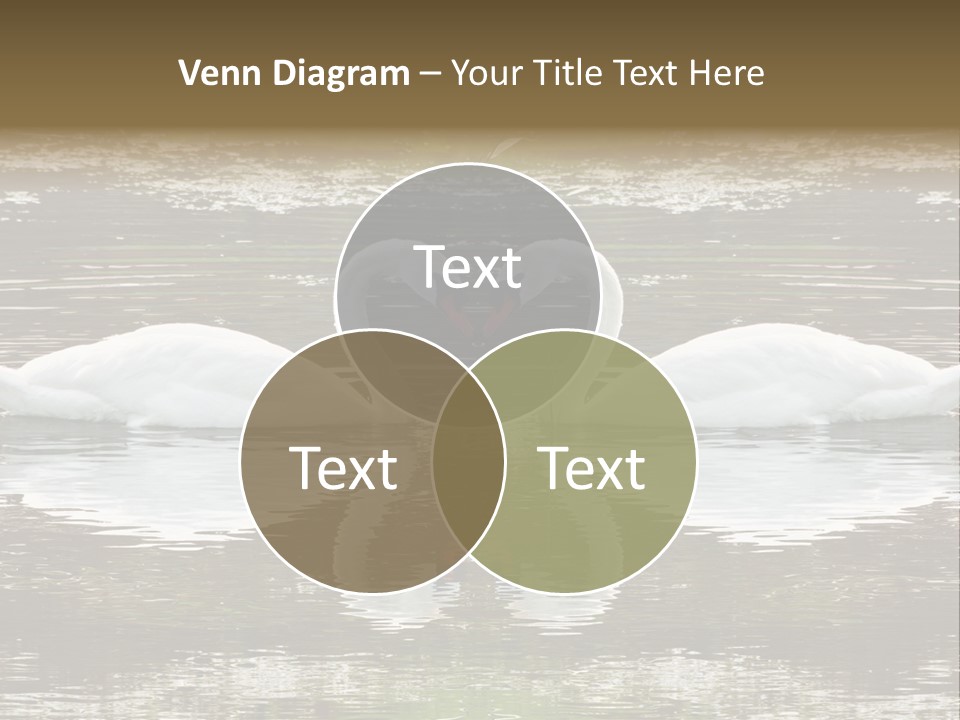 Swans Love PowerPoint Template