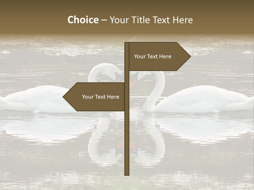 Swans Love PowerPoint Template