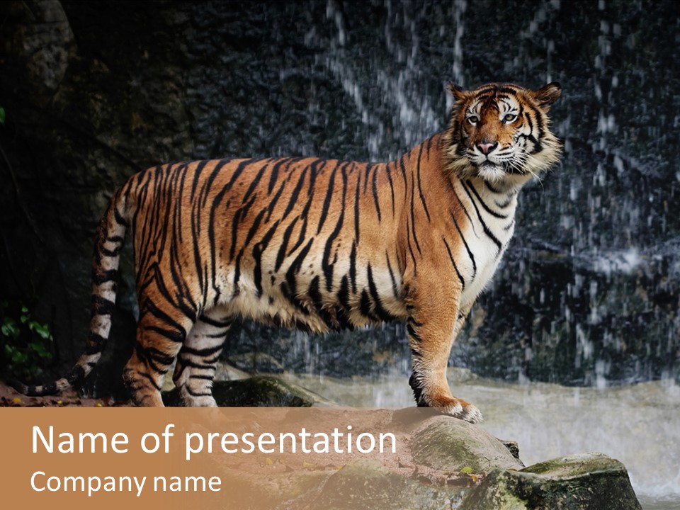 Striped Tiger PowerPoint Template