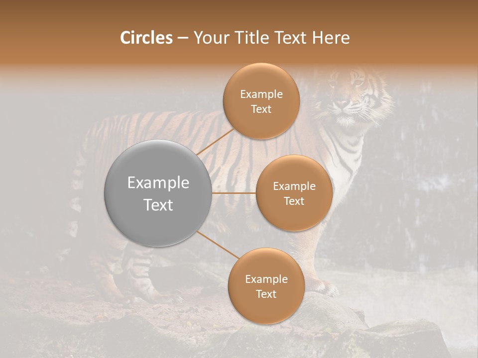 Striped Tiger PowerPoint Template