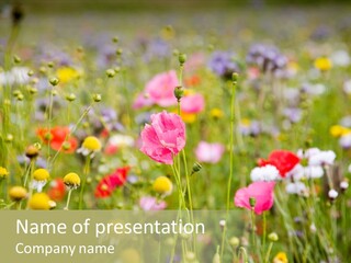 Meadow Flowers PowerPoint Template