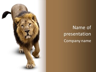 Lion White Background PowerPoint Template