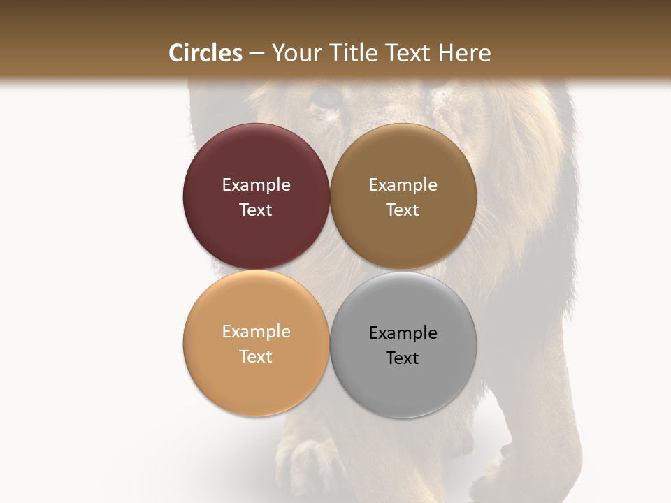 Lion White Background PowerPoint Template