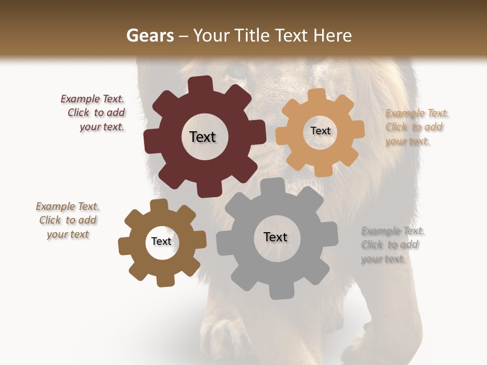 Lion White Background PowerPoint Template