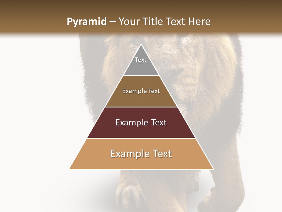 Lion White Background PowerPoint Template