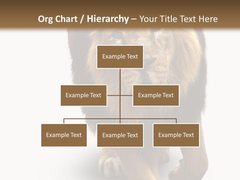 Lion White Background PowerPoint Template