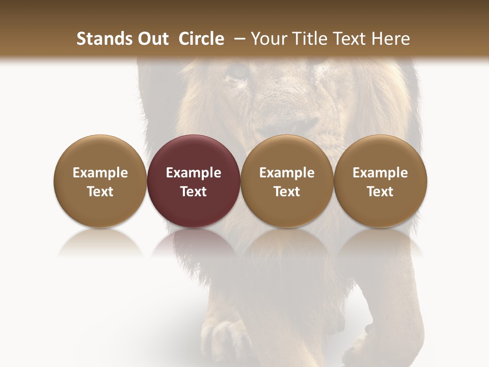 Lion White Background PowerPoint Template
