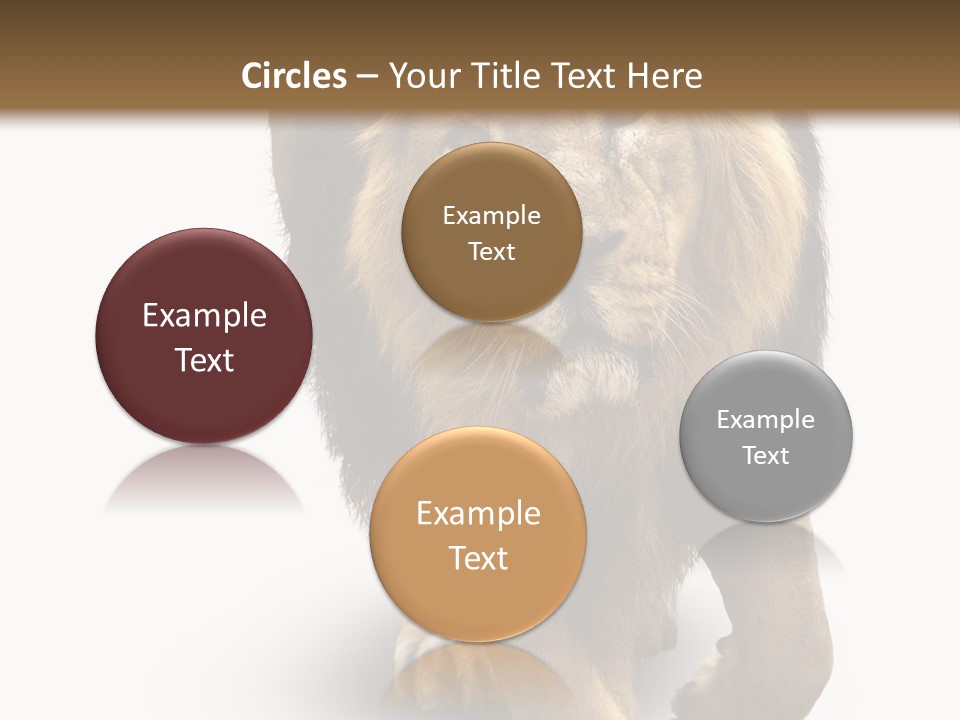 Lion White Background PowerPoint Template