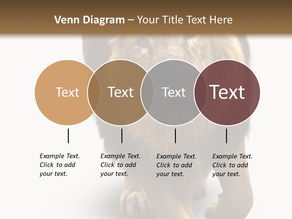 Lion White Background PowerPoint Template