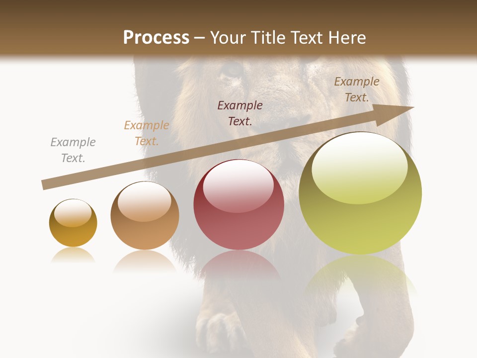 Lion White Background PowerPoint Template