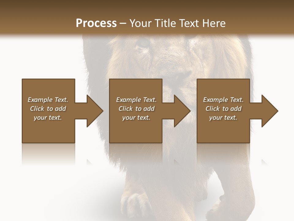 Lion White Background PowerPoint Template