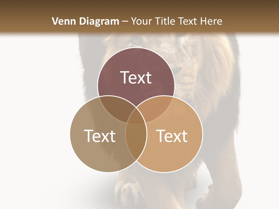 Lion White Background PowerPoint Template