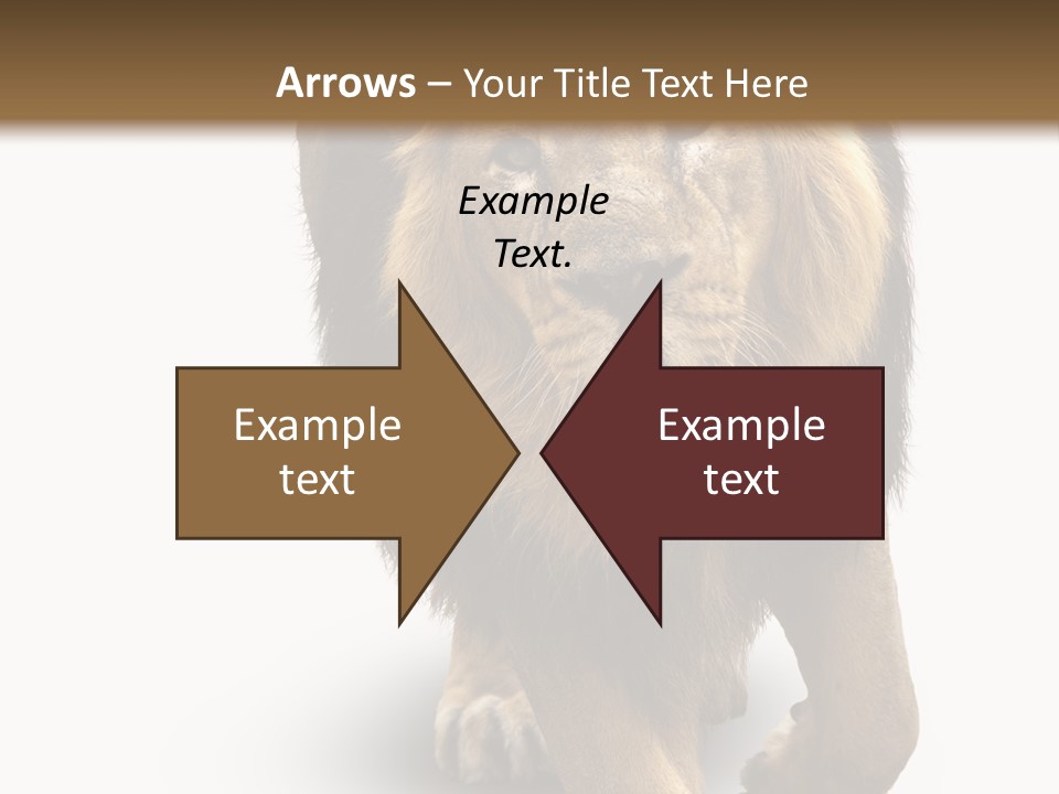 Lion White Background PowerPoint Template