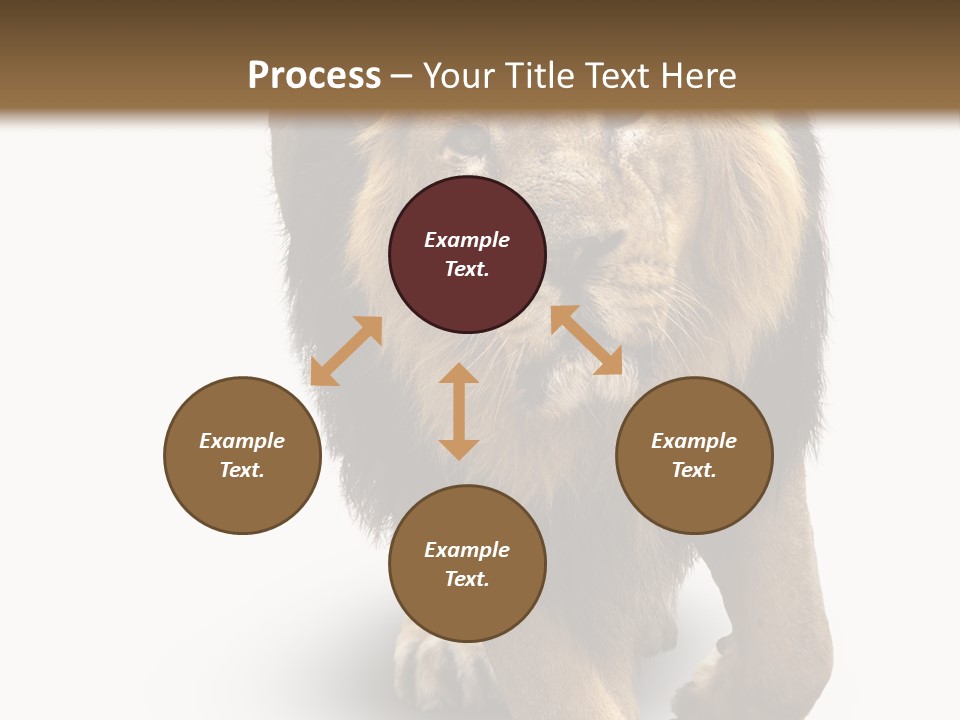 Lion White Background PowerPoint Template