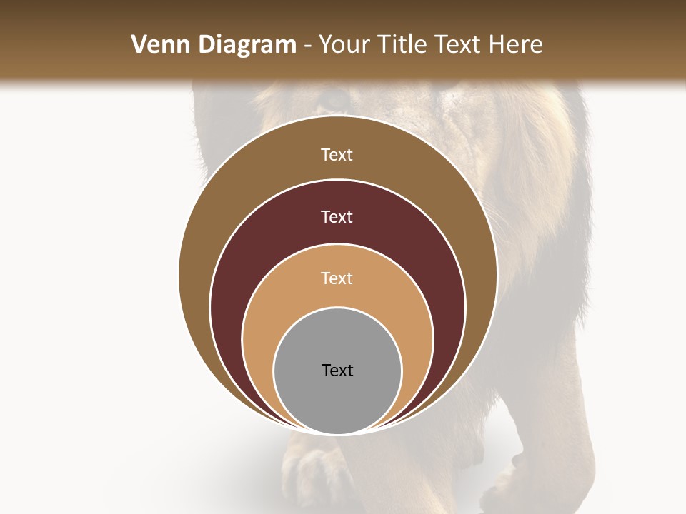Lion White Background PowerPoint Template