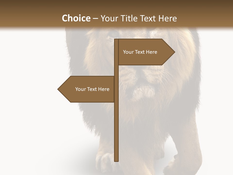 Lion White Background PowerPoint Template