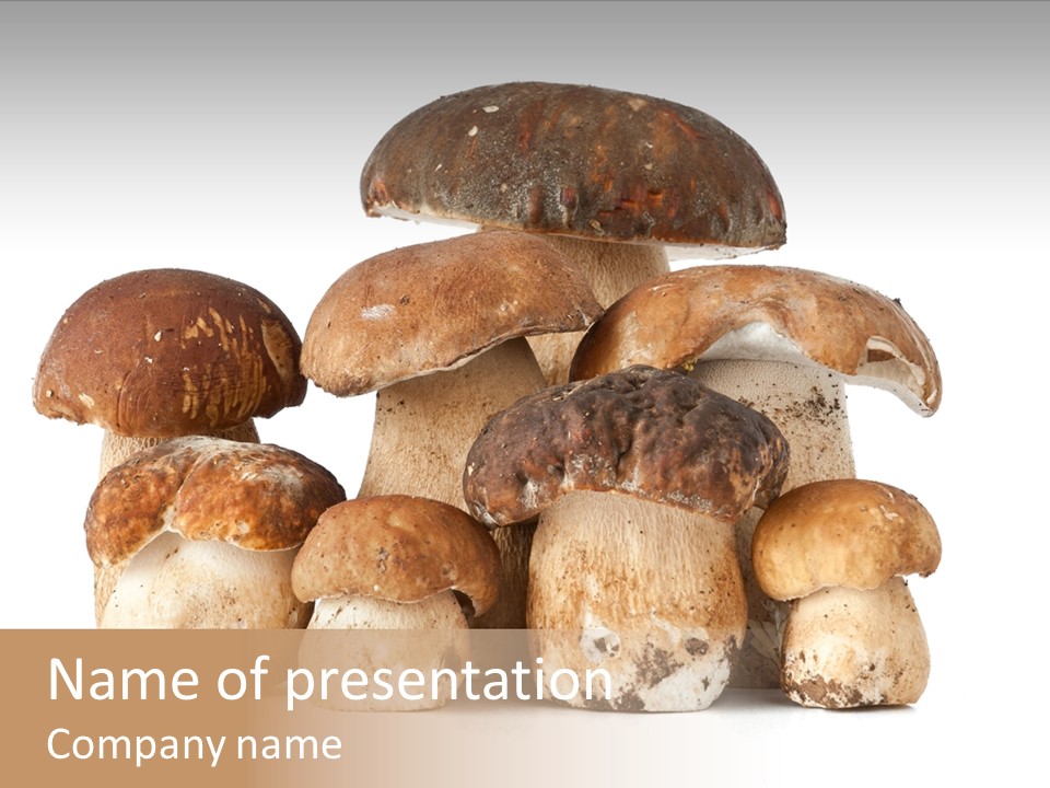 Funghi Porcini PowerPoint Template