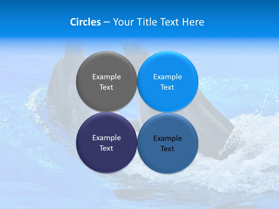 Dolphin PowerPoint Template