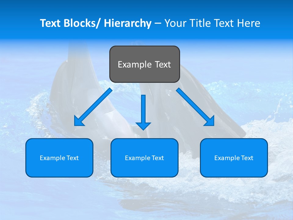 Dolphin PowerPoint Template
