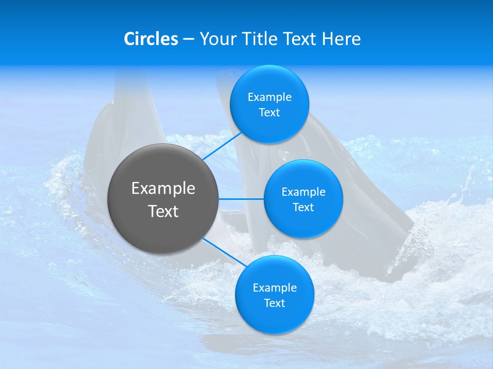 Dolphin PowerPoint Template