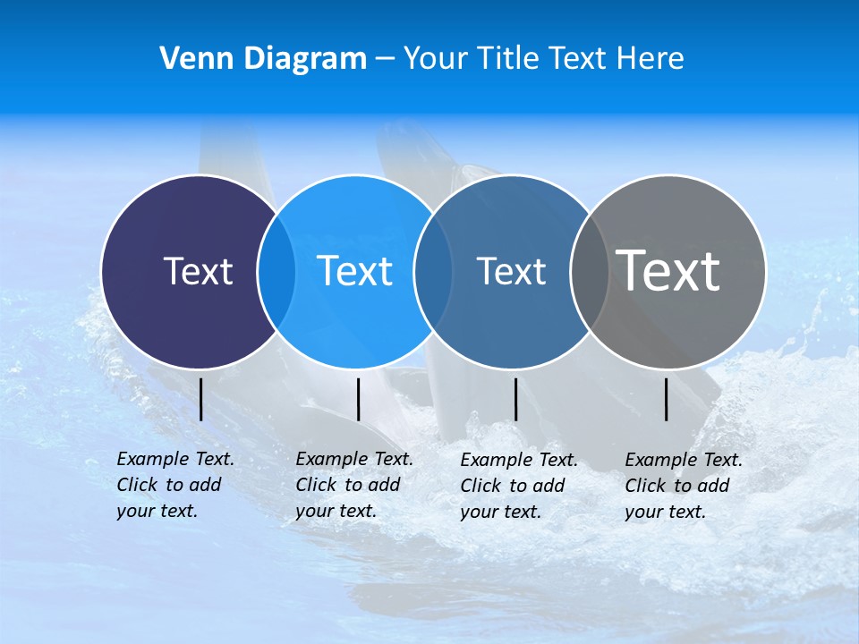 Dolphin PowerPoint Template