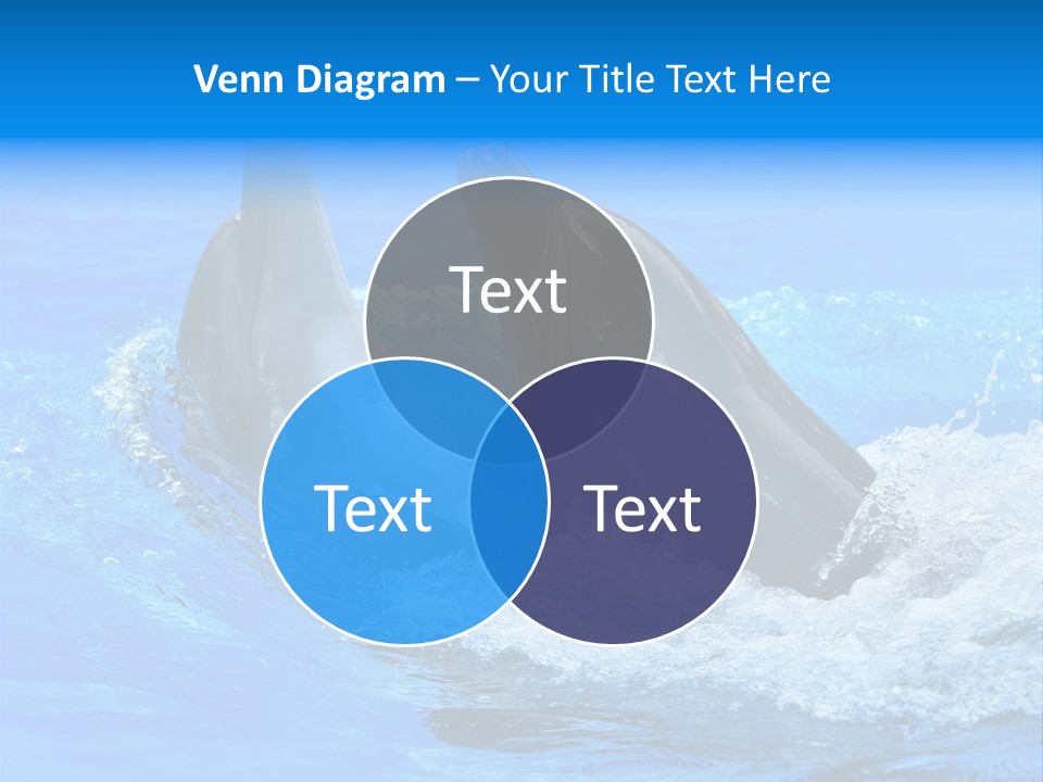 Dolphin PowerPoint Template