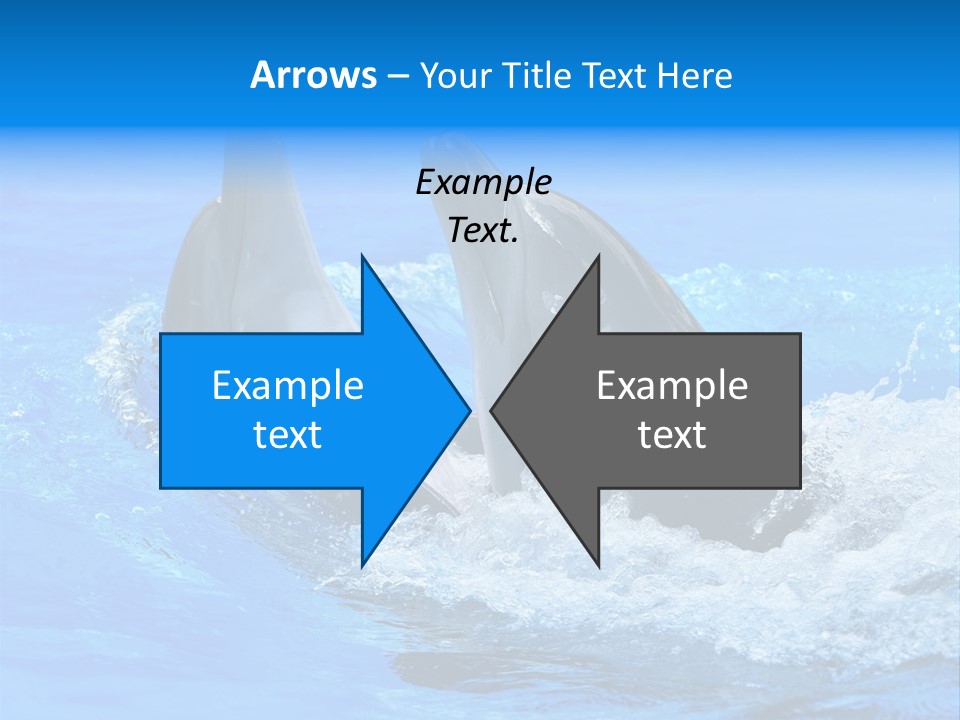 Dolphin PowerPoint Template