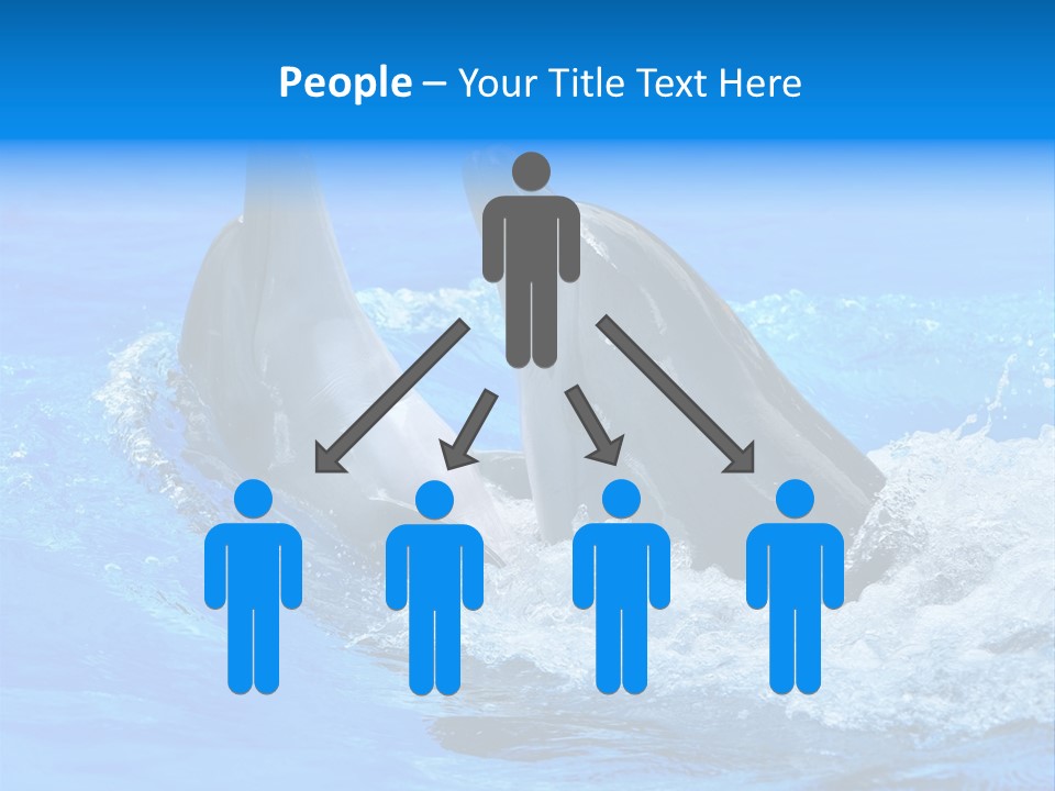 Dolphin PowerPoint Template