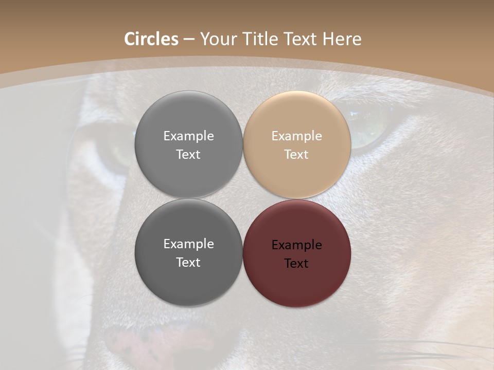Puma Animal PowerPoint Template