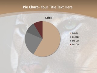 Puma Animal PowerPoint Template