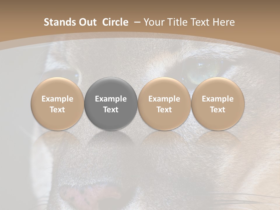 Puma Animal PowerPoint Template